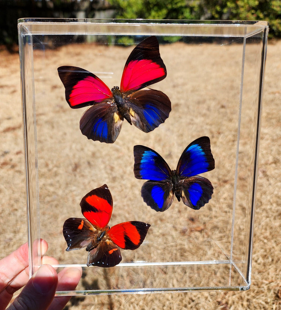 The History of Butterfly Framing: A Timeless Art in Preservation