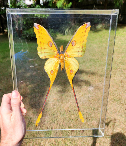 The Lifecycle of Silkmoths: From Egg to Silk