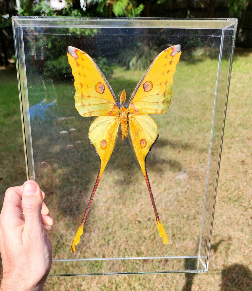 The Lifecycle of Silkmoths: From Egg to Silk