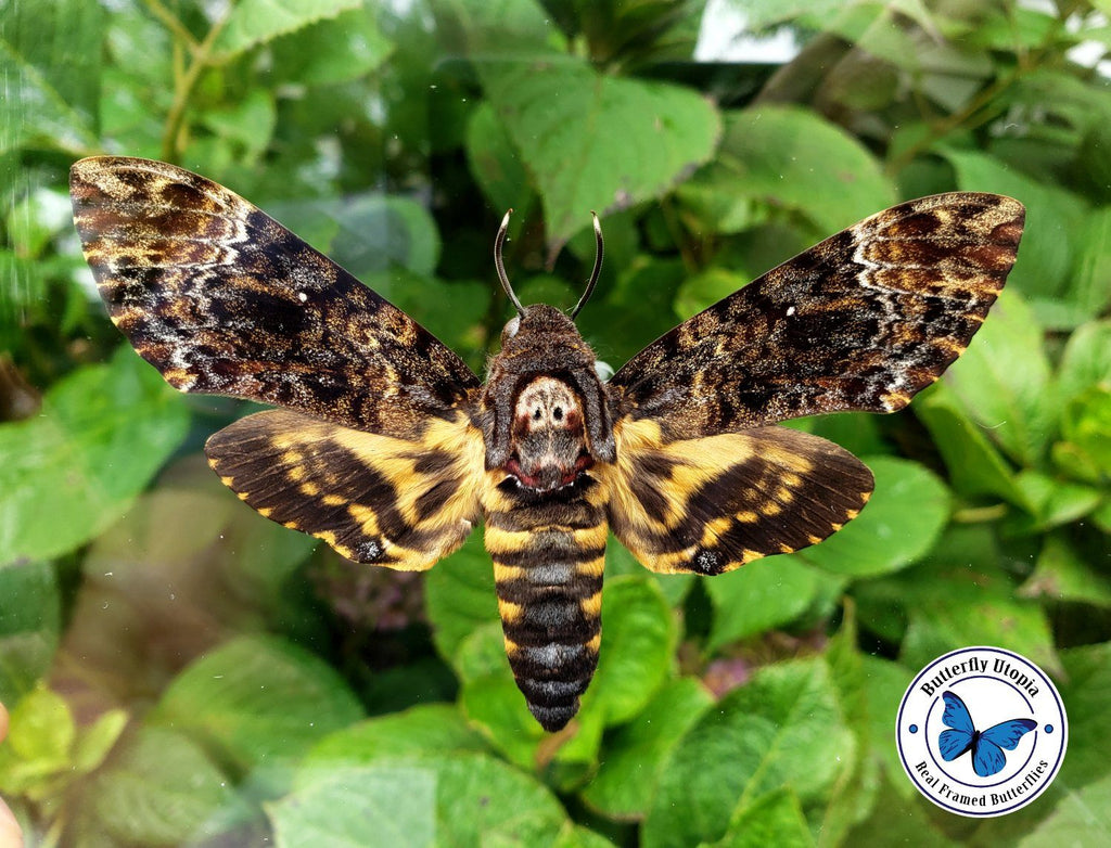 Butterfly Collecting in Movies & TV Shows: A Fascinating Symbolism of Nature, Beauty, and Obsession
