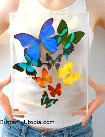 Real Butterflies in Acrylic Frames