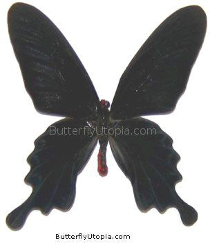 black butterfly