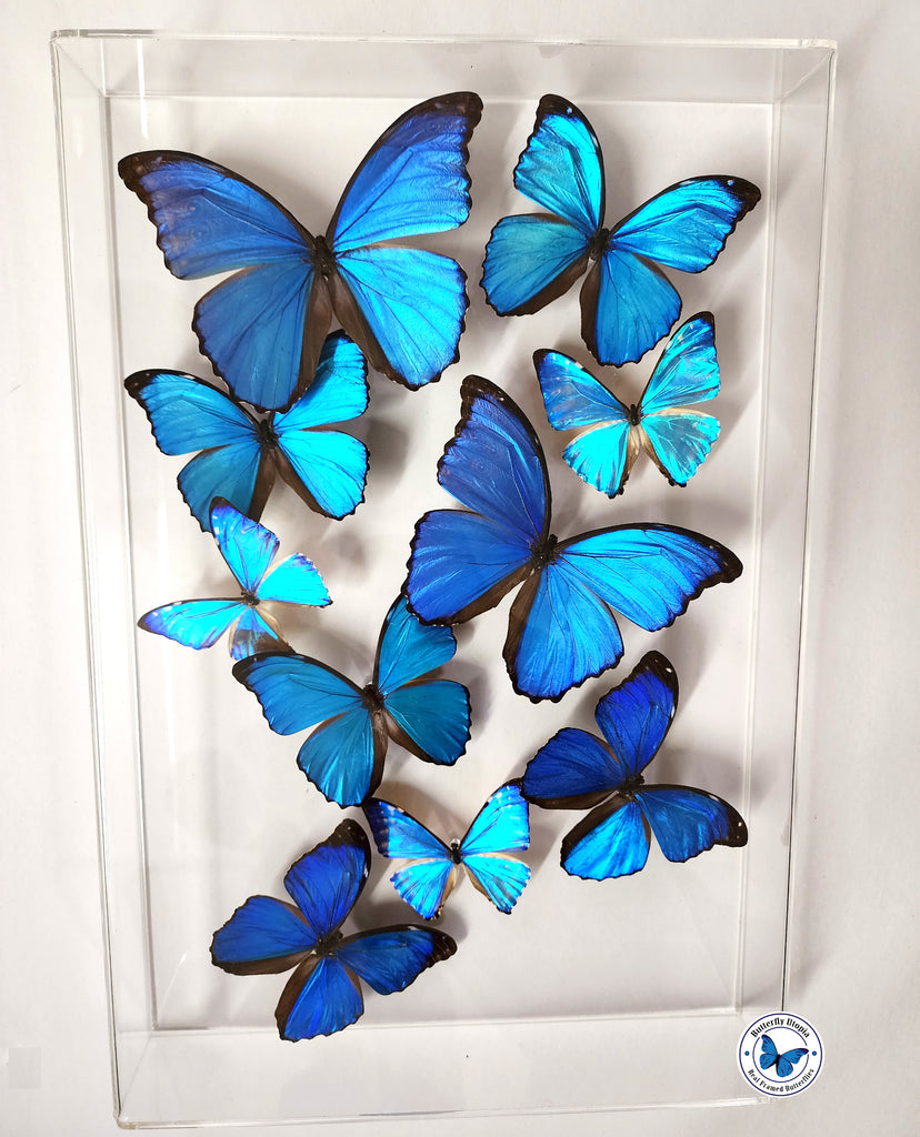 http://butterflyutopia.com/cdn/shop/files/11-blue-morphos-w_1024x1024.jpg?v=1699299051