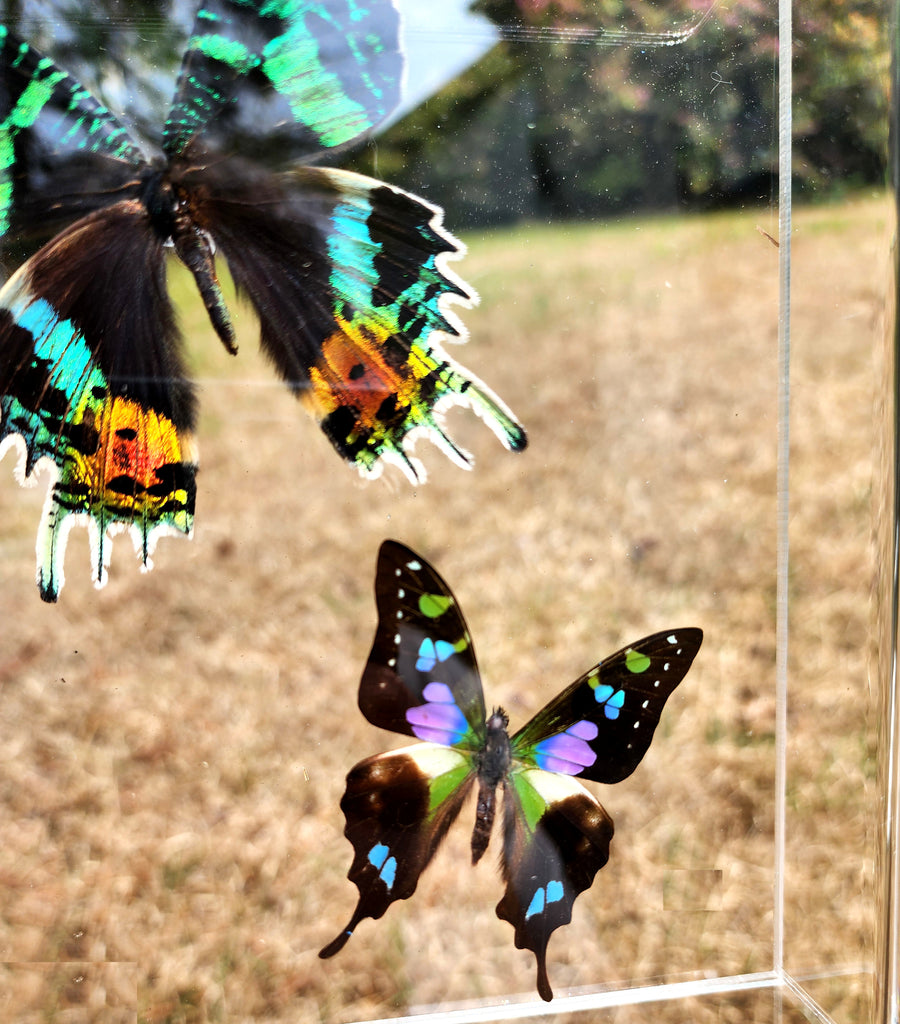Sunset Moth & Graphium weiskei framed – Butterfly Utopia