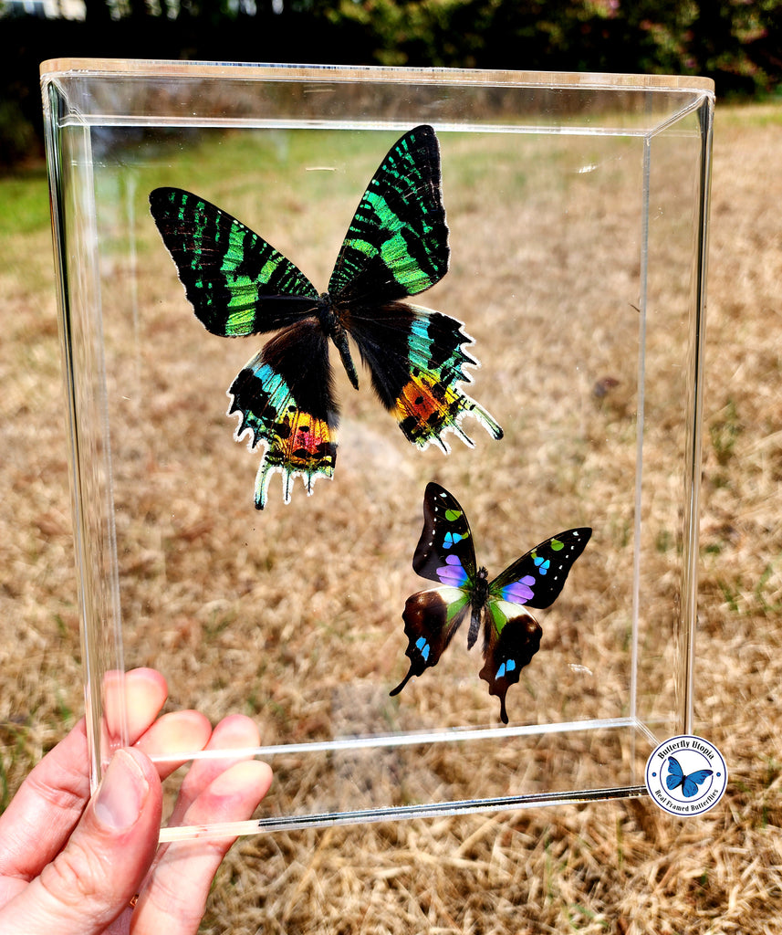Sunset Moth & Graphium weiskei framed – Butterfly Utopia