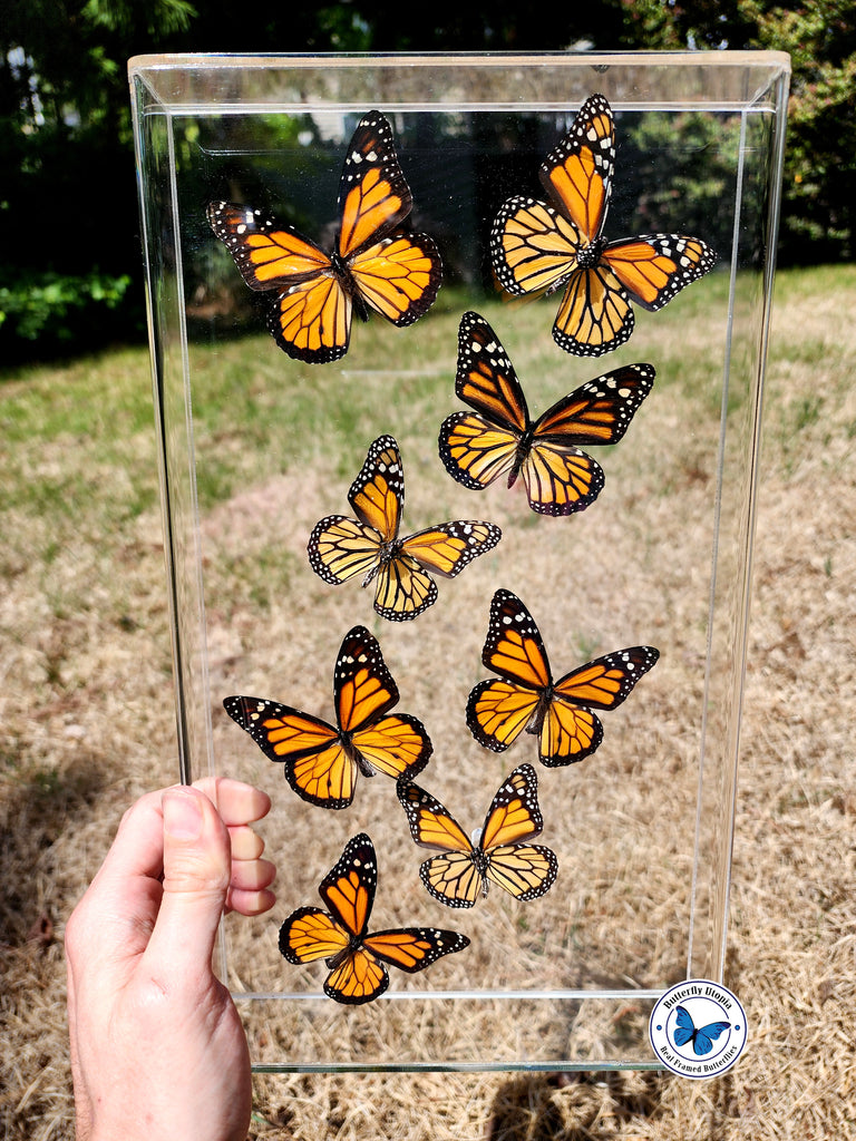Real Framed Monarch Butterflies - Airtight Frame – Butterfly Utopia