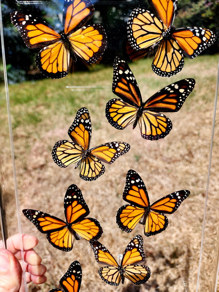 Real Framed Monarch Butterflies - Airtight Frame – Butterfly Utopia