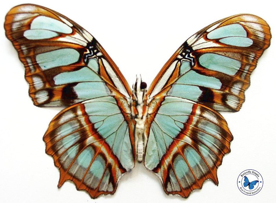 The Malachite real butterfly - unspread (wings closed) - not