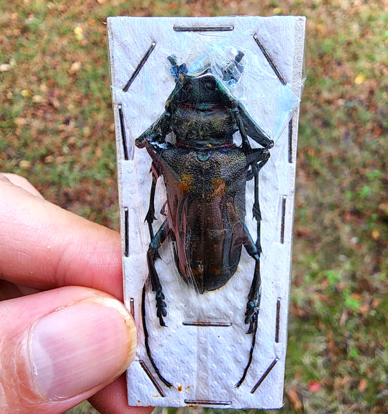 Thailand beetle  - unspread (unframed)