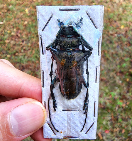 Thailand beetle - unspread (unframed)