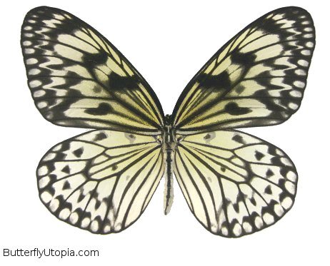 Sunburst Rice Paper Butterfly - unspread (wings closed)