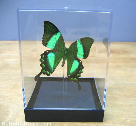 peacock swallowtail papilio palinurus tabletop display