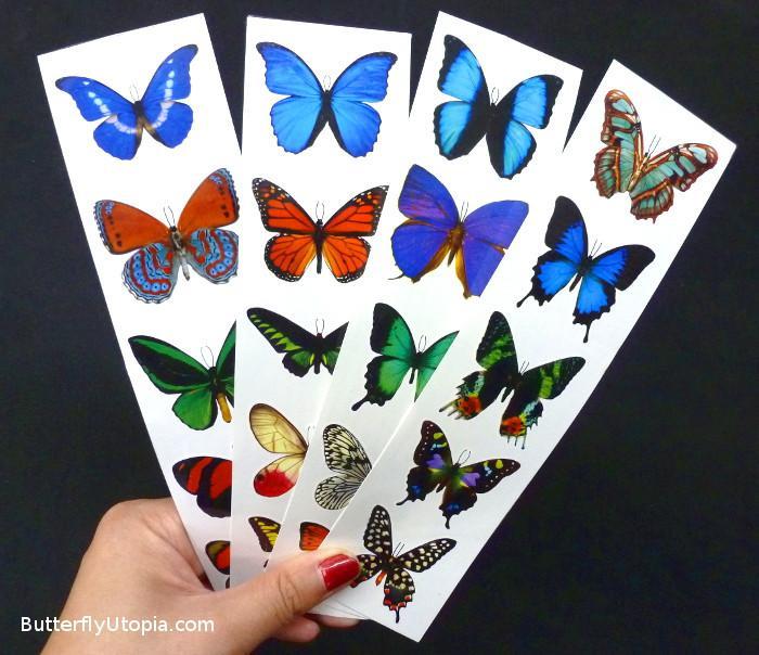 Colorful Butterfly Stickers - Free Shipping – Butterfly Utopia