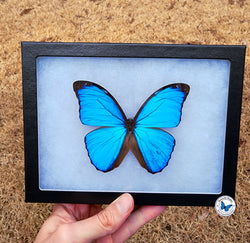 framed morpho butterfly