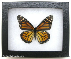 dark monarch butterfly bargain quality