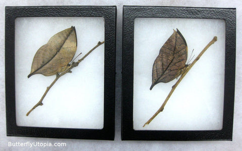 leaf butterfly on twig