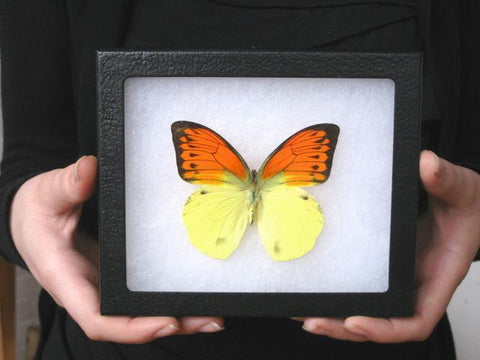 vibrant sulphur butterfly hebomoia leucippe