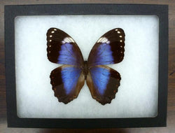 rare violet morpho butterfly bargain quality