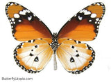 African Monarch Butterfly