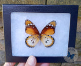 Danaus chrysippus alcippus