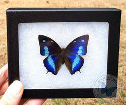 Framed Anaea cyanea blue butterfly