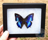 Framed Anaea cyanea blue butterfly