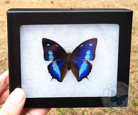 Framed Anaea cyanea blue butterfly