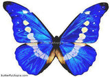 Morpho Rhetenor Helena Butterfly