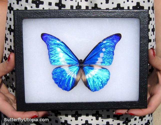ヘレナモルフォ　110mm Most beautiful butterfly in the world - FRAMED – Butterfly