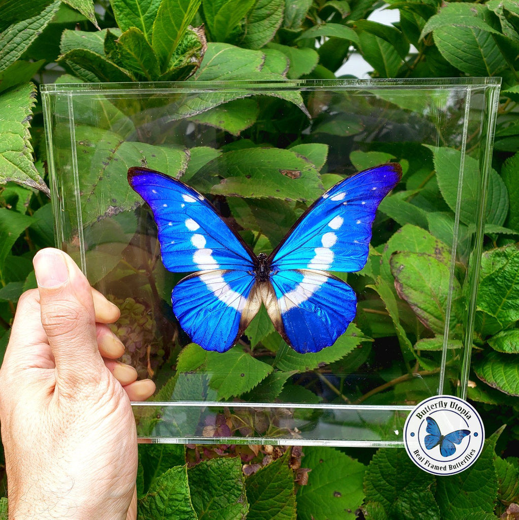 ヘレナモルフォ　115mm BicBugs Morpho helena blue white butterfly Peru