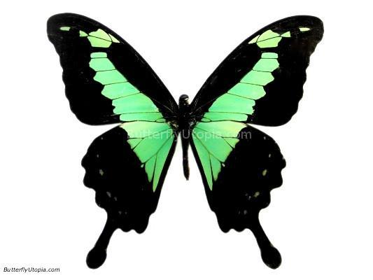 Framed Green Congo Swallowtail (Papilio phorcas) - Tabletop