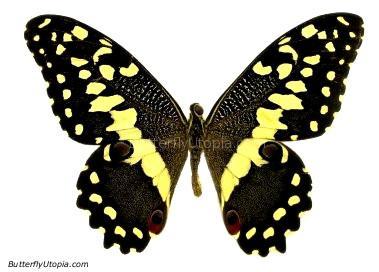 Citrus Swallowtail Butterfly