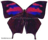 Aurora Borialis Butterfly