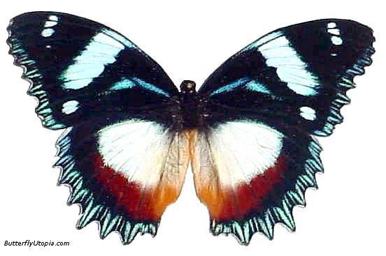 Framed Hypolimnas dexithea - The Gladiator Butterfly- 6x5 Riker