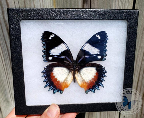 Hypolimnas dexithea Gladiator