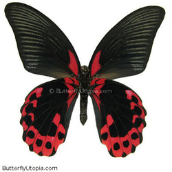 Papilio rumanzovia - unspread (wings closed)