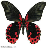 Papilio rumanzovia - 3D Tabletop Display