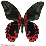red black butterfly 