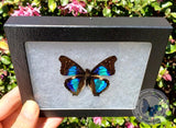 framed sparkling cherub butterfly