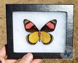 yellow pink butterfly