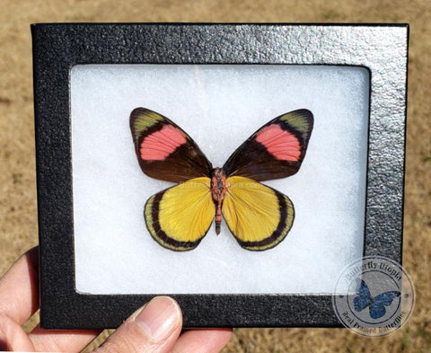 yellow pink butterfly