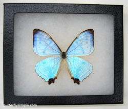 hologram pearl lympharis butterfly bargain quality