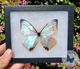 framed pearl morpho sulkowski