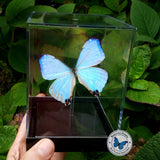Framed Pearl Morpho