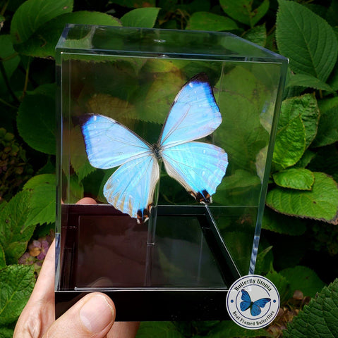 Framed Pearl Morpho
