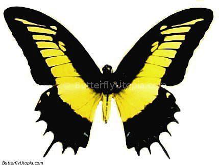 Papilio Androgeus Butterfly