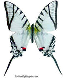 Zebra Eurytides Protesilaus Butterfly