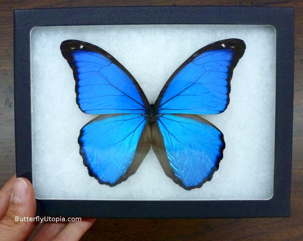 Framed Blue Morpho Didius Butterfly – Butterfly Utopia