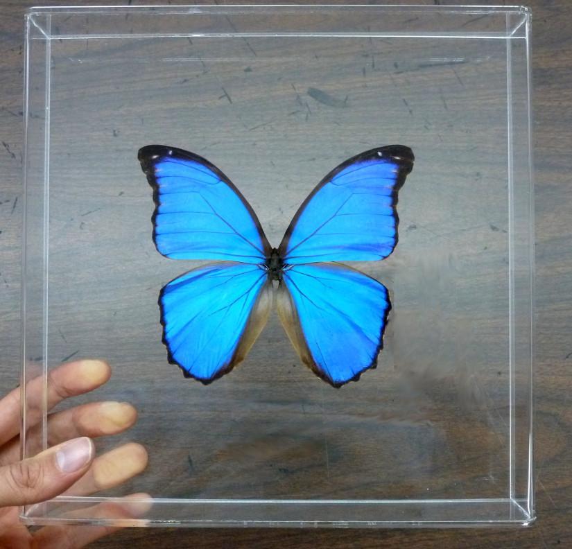 Preserved Blue Morpho Butterfly – Butterfly Utopia