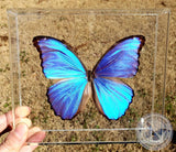 framed big blue morpho butterfly